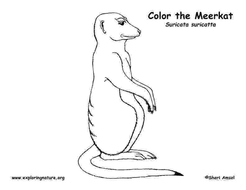 meerkat pictures to colour meerkat and flowers coloring page free printable to colour pictures meerkat 