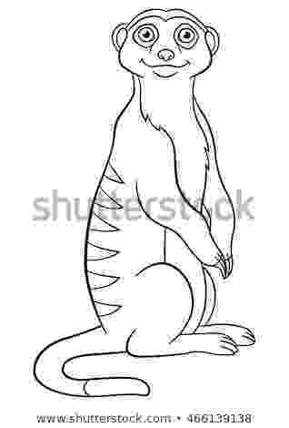 meerkat pictures to colour meerkat coloring page to colour pictures meerkat 