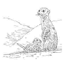 meerkat pictures to colour meerkats coloring pages hellokidscom meerkat pictures to colour 