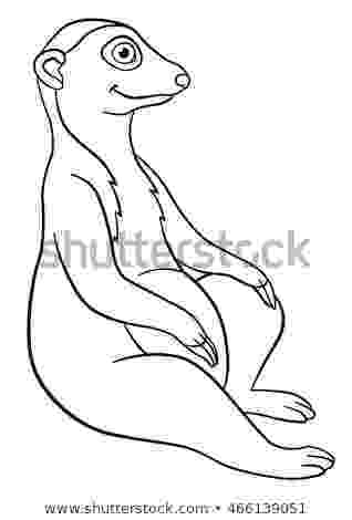 meerkat pictures to colour smiling meerkat stock photos royalty free images to meerkat pictures colour 