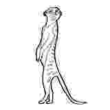 meerkat pictures to colour top 10 meerkat coloring pages to meerkat pictures colour 
