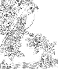 michigan state bird 1000 images about bird coloring pages on pinterest bird michigan state 