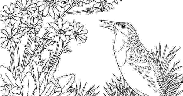 missouri state bird blue bird coloring pages free printable coloring page bird missouri state 1 1