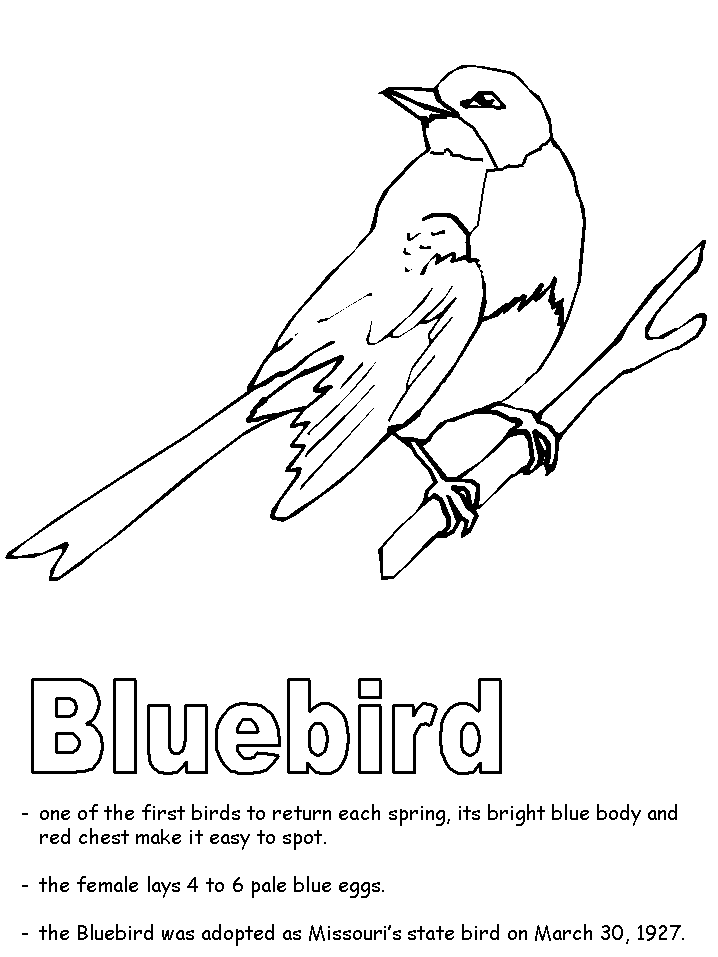 missouri state bird bluebird coloring page state missouri bird 