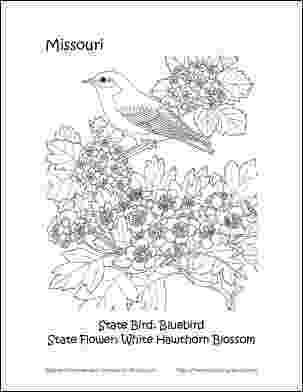 missouri state bird bluebirds missouri and coloring pages on pinterest missouri state bird 