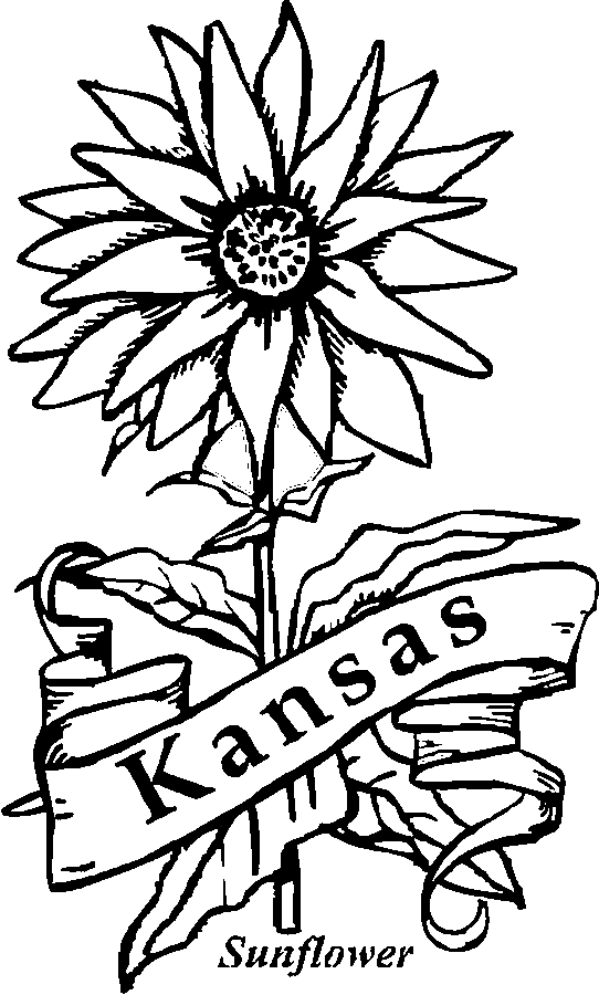 missouri state flower 50 state flowers coloring pages for kids missouri flower state 