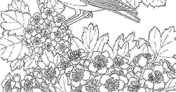 missouri state flower blue bird coloring pages free printable coloring page missouri flower state 