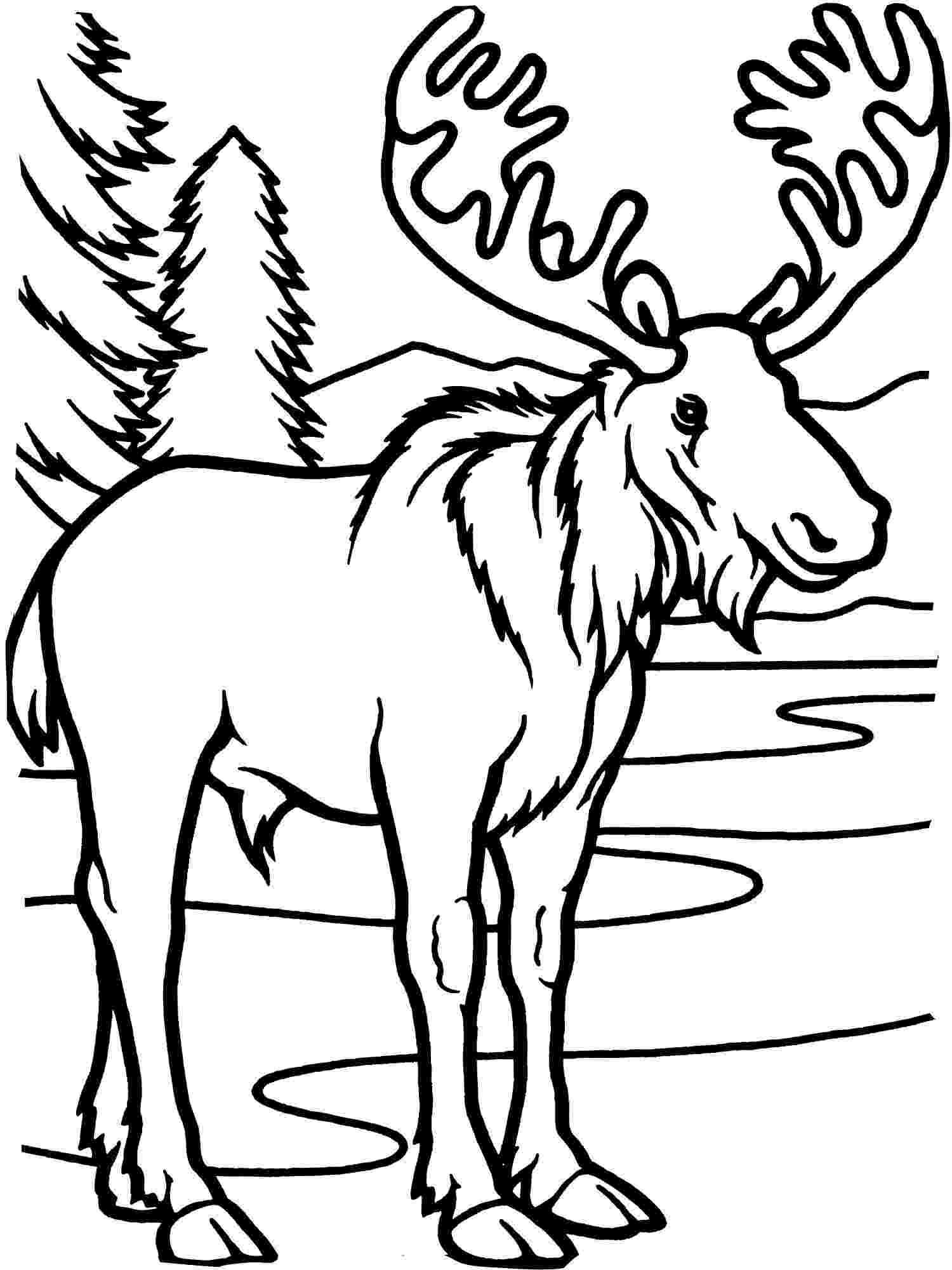 moose pictures to color free printable moose coloring pages for kids pictures color moose to 