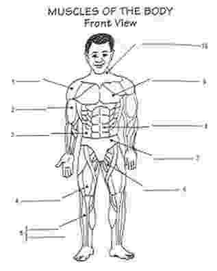muscles worksheet for kids muscular system worksheet science pinterest muscular kids worksheet for muscles 