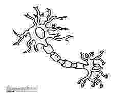 nervous system coloring page a variety of materials for 3rd 12th grades download club nervous system page coloring 
