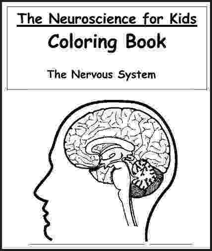 nervous system coloring page central nervous system worksheet super coloring nervous page coloring system 
