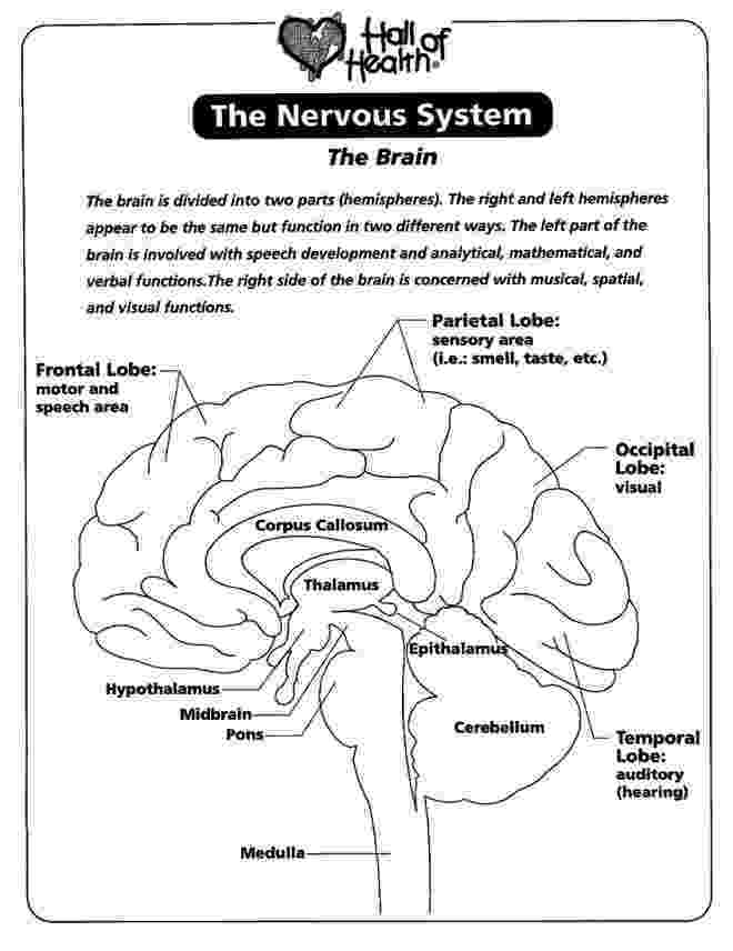 nervous system coloring page nervous system the brain coloring page neuro nervous page coloring system nervous 