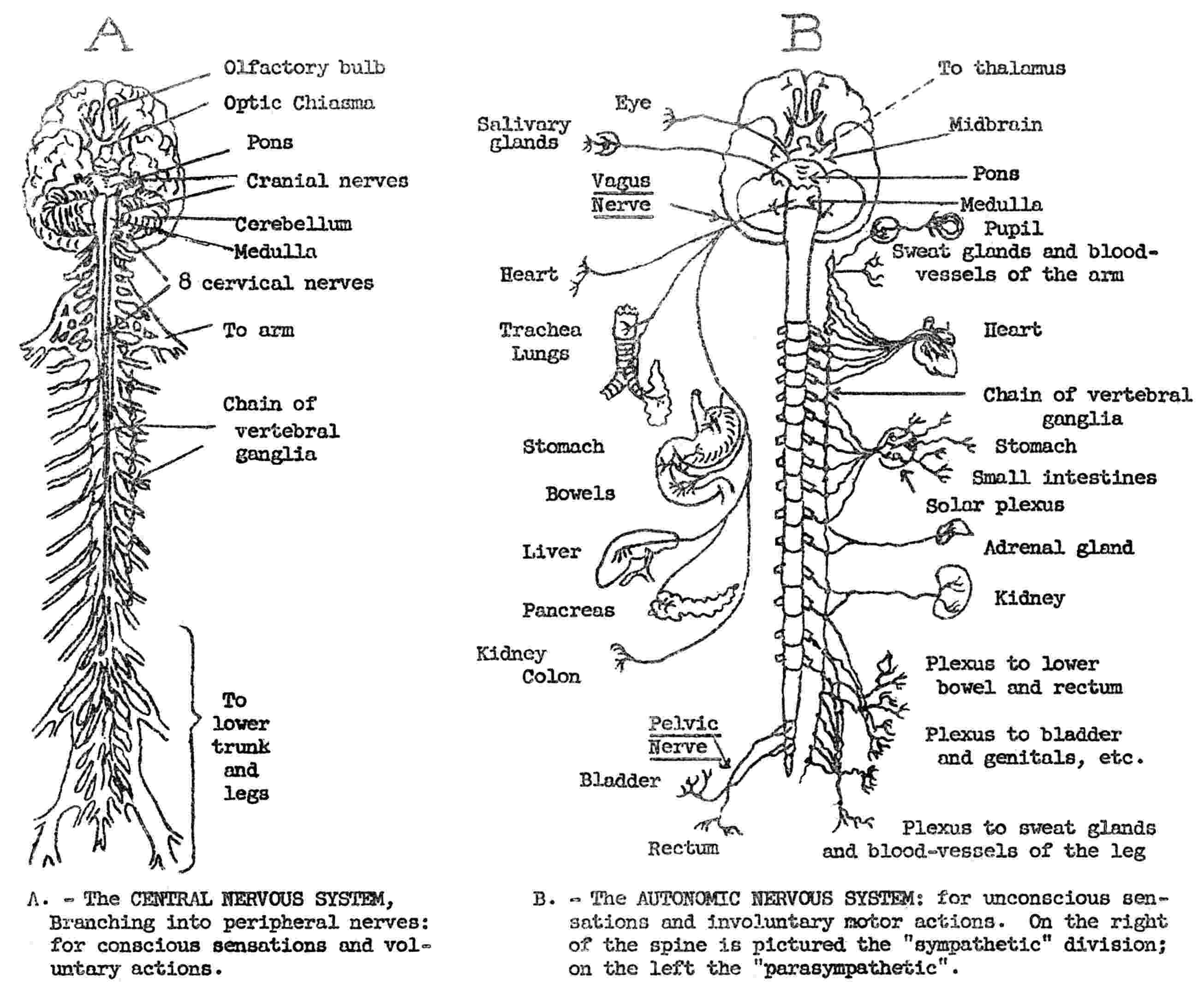 nervous system coloring page neuroscience resources for kids coloring book nervous coloring system page nervous 