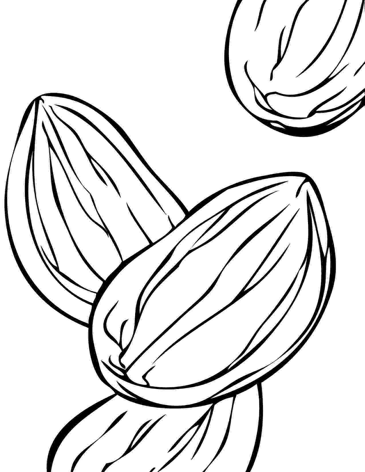 nuts coloring pages alphabet coloring pictures n is for nuts pages coloring nuts 