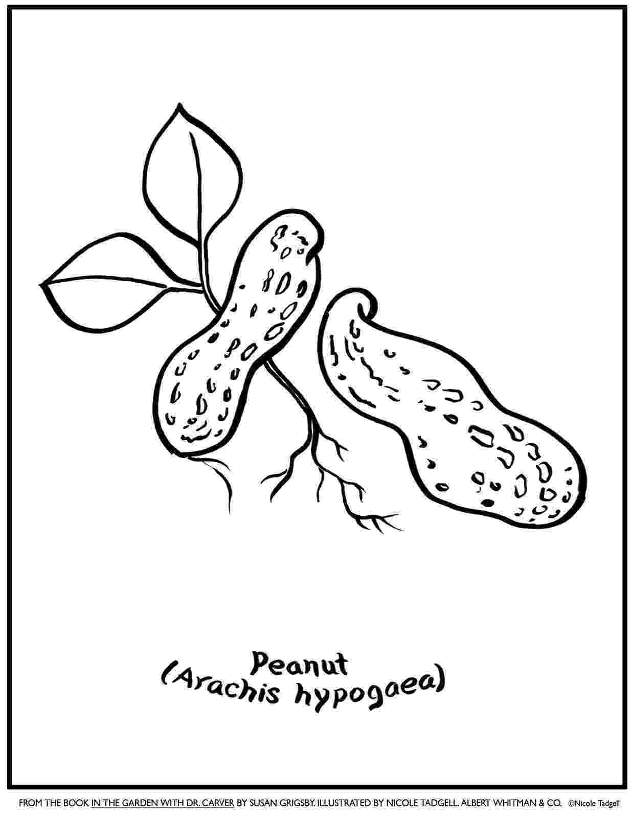 nuts coloring pages n is for nut coloring page childrens learning ideas nuts pages coloring 
