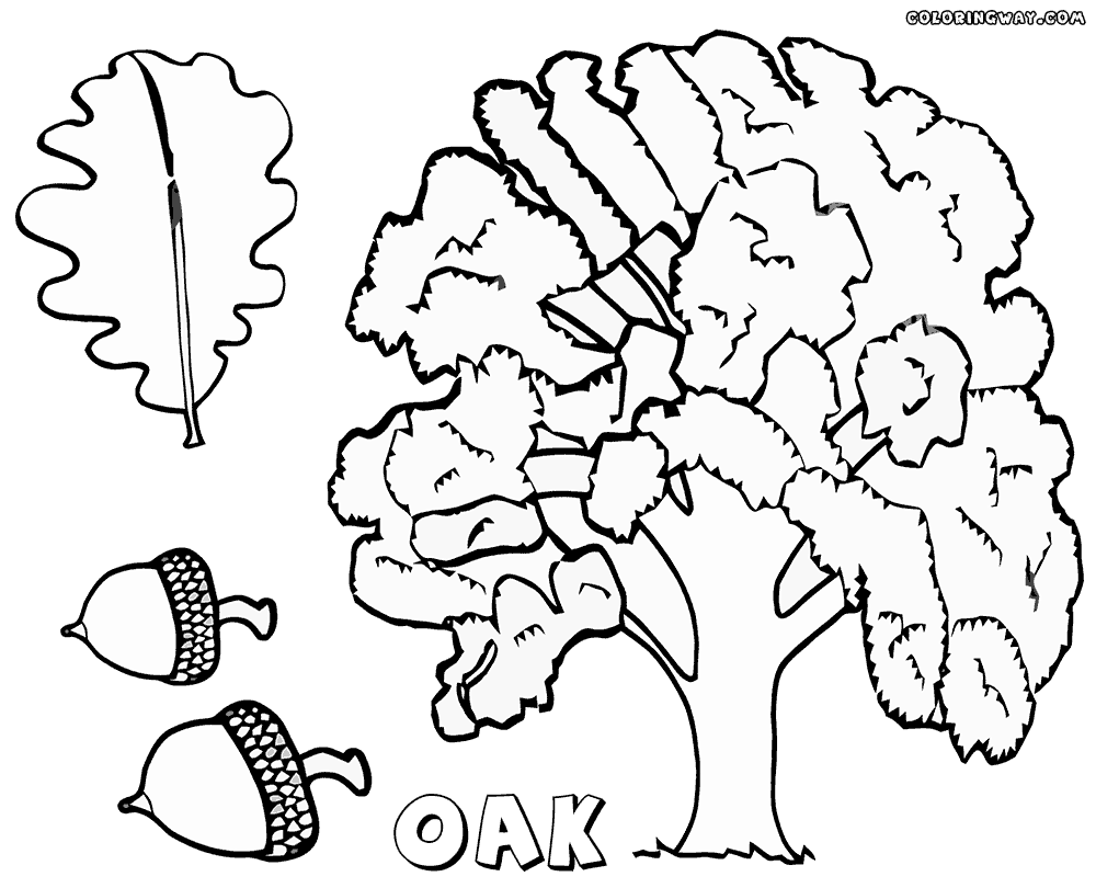 oak tree coloring page picture of an oak tree coloring page color luna tree page oak coloring 