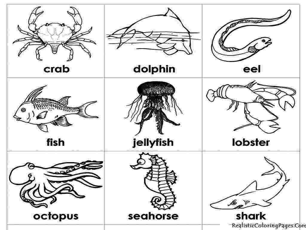 ocean animals coloring pages free printable ocean coloring pages for kids ocean pages animals coloring 