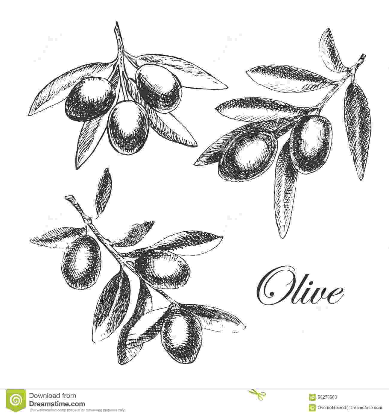 olive branch sketch vector hand drawn olive branch detailed sketch stock olive sketch branch 