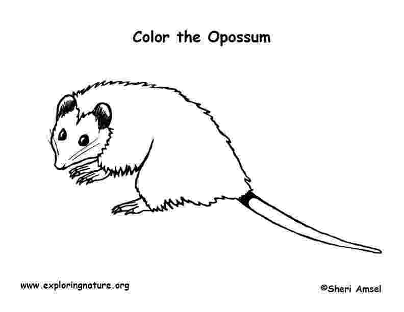 opossum coloring page opossum coloring page educationcom opossum coloring page 