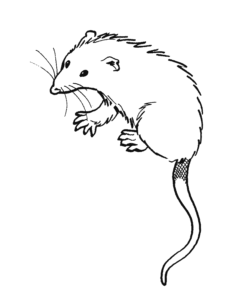 opossum coloring page possum coloring pages getcoloringpagescom opossum coloring page 