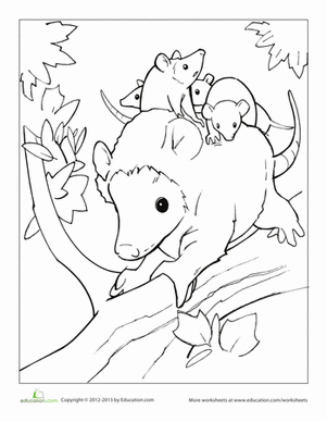 opossum coloring page possum coloring pages kidsuki opossum coloring page 