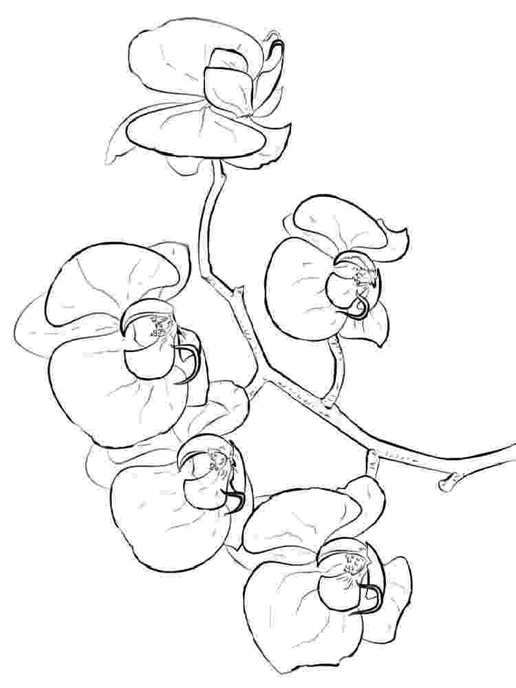 orchid coloring pages orchid drawing outline at getdrawings free download coloring orchid pages 