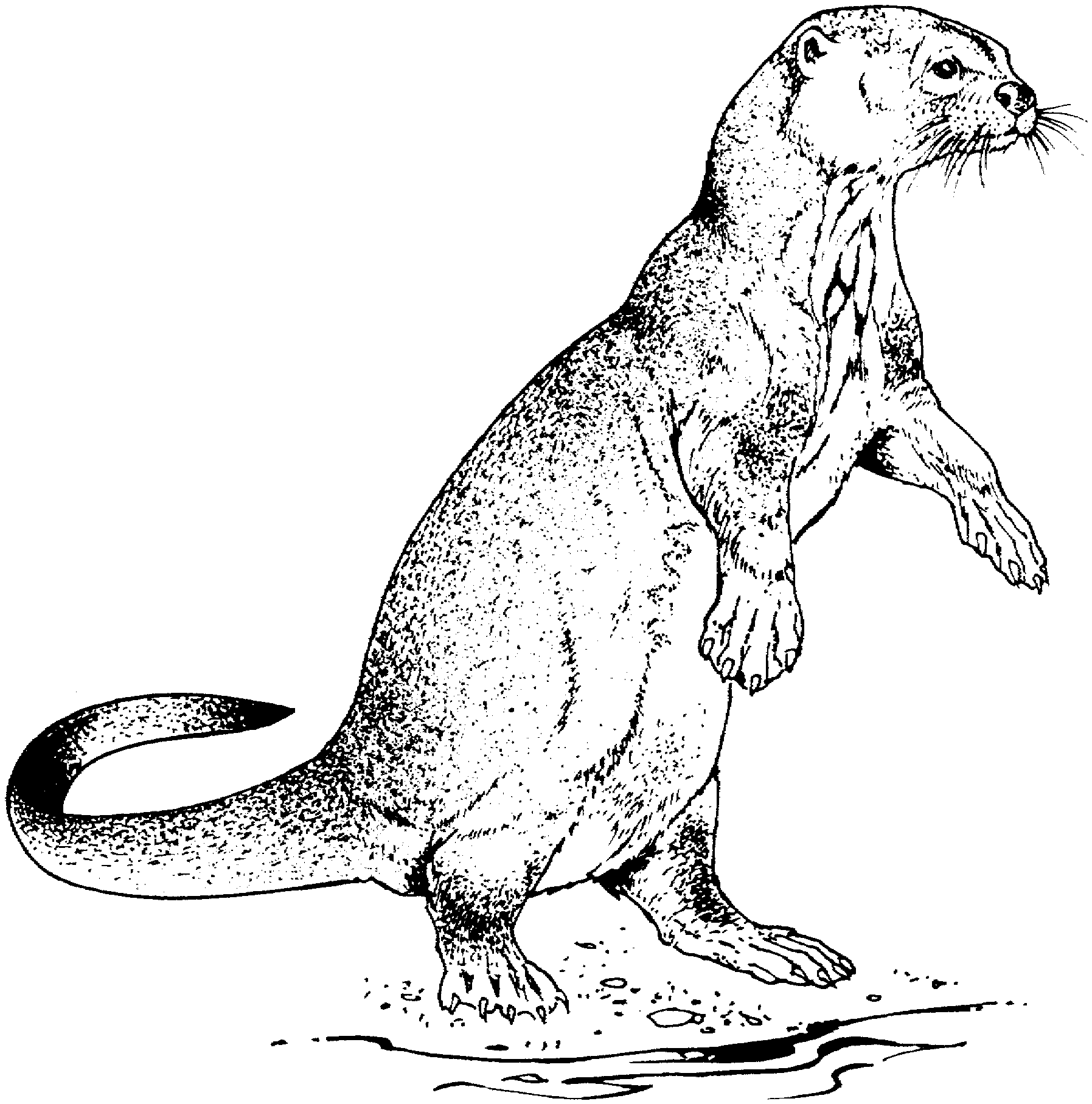 otter coloring pages free otter coloring pages pages coloring otter 