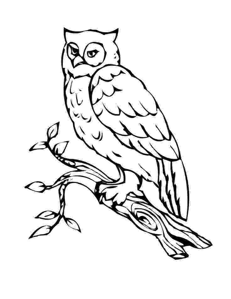 owl pictures to print owl coloring pages to owl print pictures 