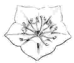 pa state flower 50 state flowers coloring pages for kids flower pa state 