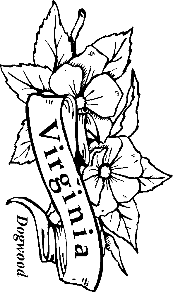 pa state flower 50 state flowers coloring pages for kids state pa flower 