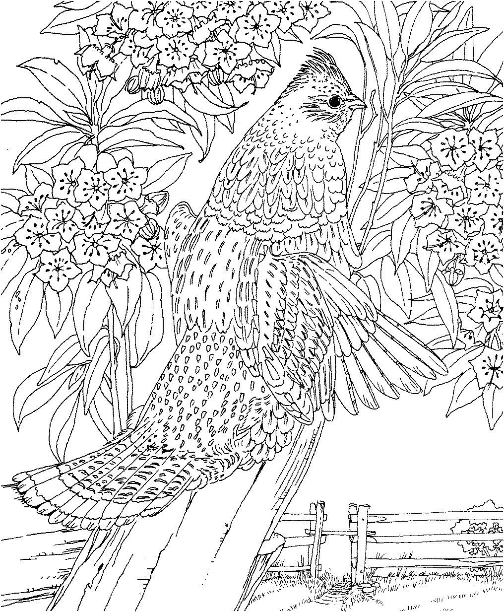 pa state flower free printable coloring pagepennsylvania state bird and pa flower state 