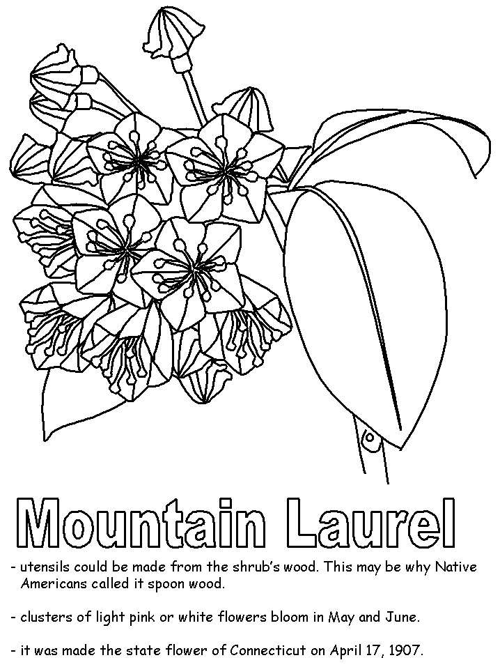 pa state flower mountain laurel coloring page flower state pa 