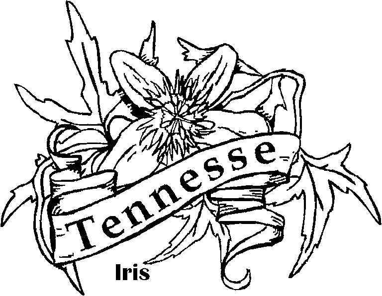 pa state flower pennsylvania state flower coloring page mountain laurel flower state pa 