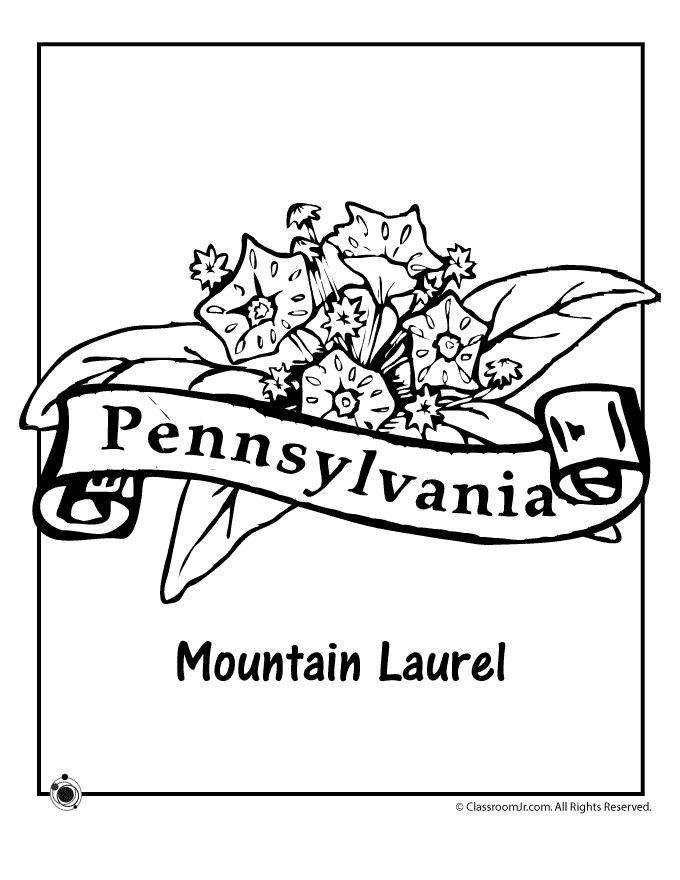 pa state flower pennsylvania state flower coloring page woo jr kids flower state pa 