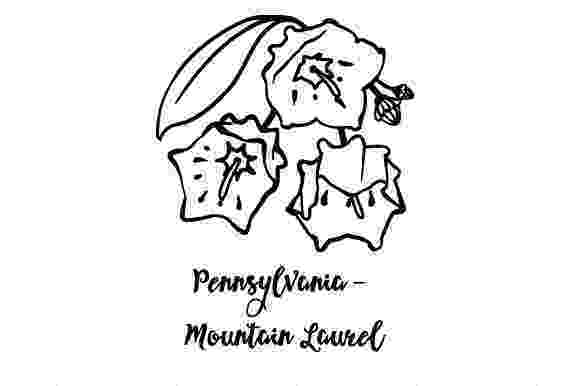 pa state flower state flower pennsylvania mountain laurel svg cut file by flower state pa 