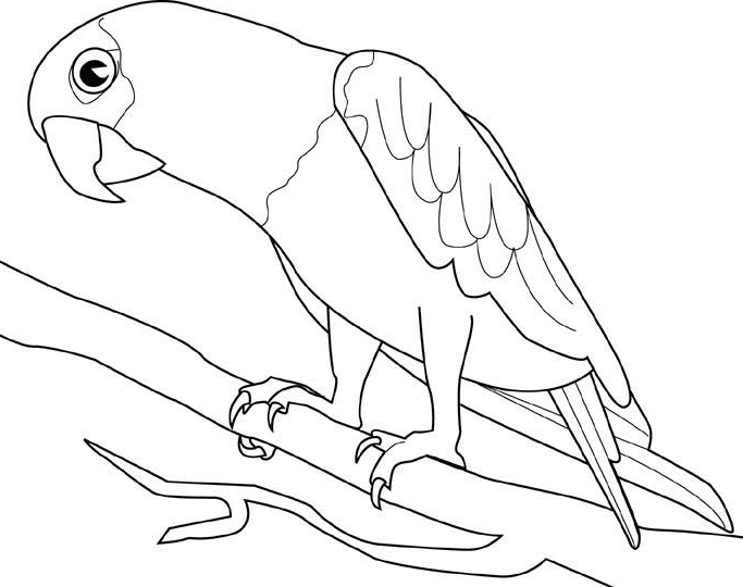 parrot coloring pages free parrot and macaw coloring pages coloring pages parrot 