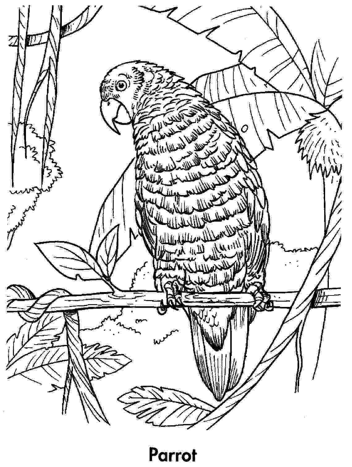 parrot coloring pages free printable parrot coloring pages for kids animal place coloring pages parrot 