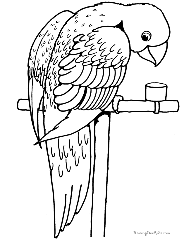 parrot coloring pages free printable parrot coloring pages for kids parrot pages coloring 
