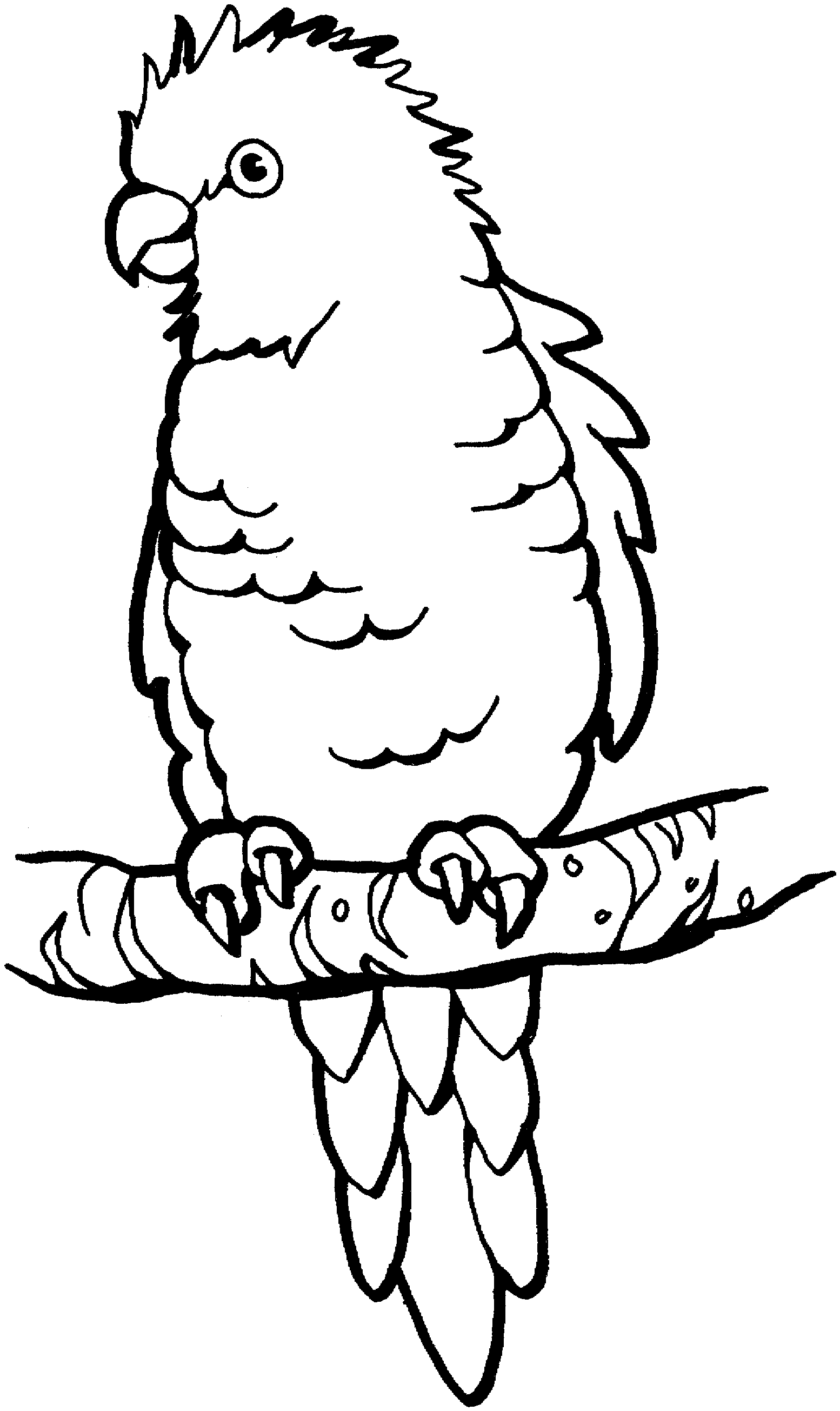 parrot coloring pages hd animals parrot bird coloring pages parrot coloring pages 