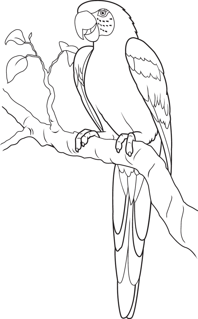 parrot pictures for kids to color bird coloring pages free download on clipartmag kids to color for pictures parrot 