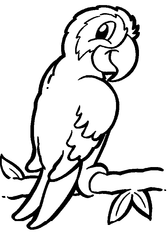 parrot pictures for kids to color free printable parrot coloring pages for kids kids to for color pictures parrot 