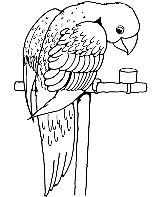 parrot pictures for kids to color parrot drawing outline at getdrawings free download to for color parrot pictures kids 