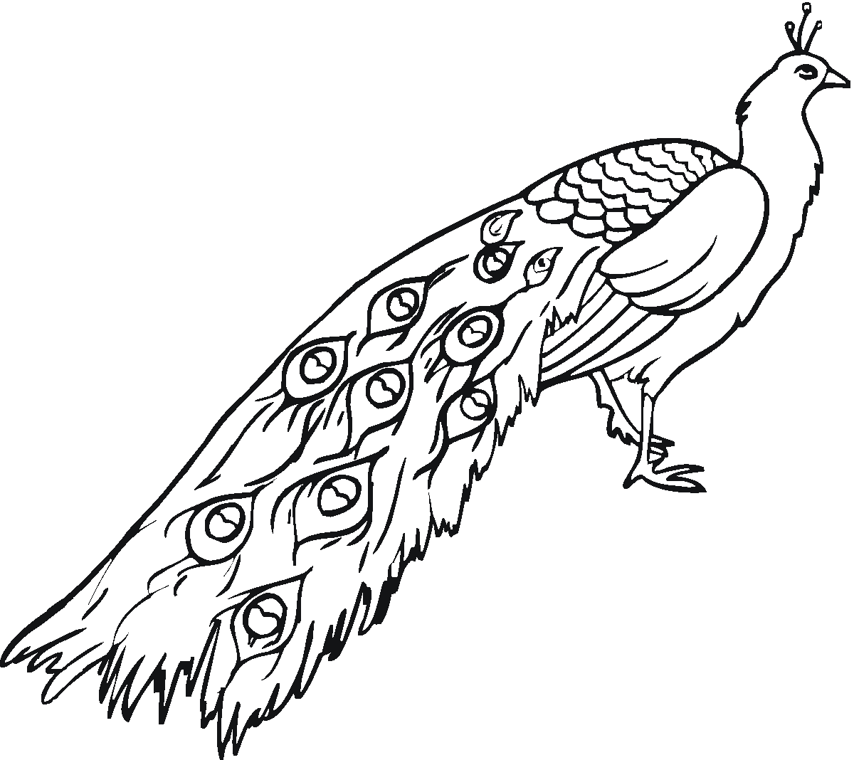 peacock colouring picture free printable peacock coloring pages for kids peacock picture colouring 