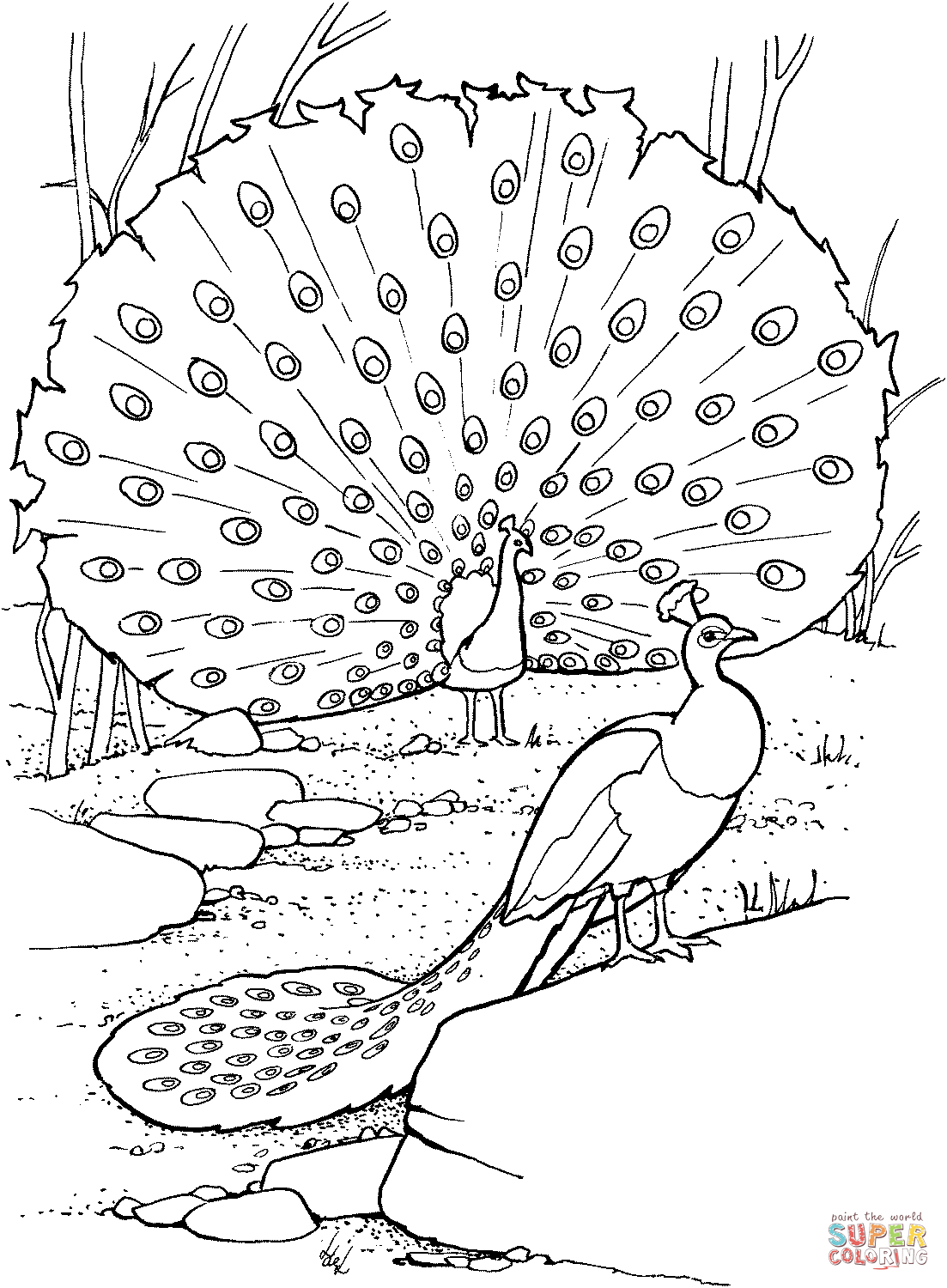 peacock colouring picture peacock coloring pages to download and print for free picture peacock colouring 