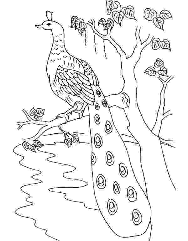 peacock colouring picture printable peacock coloring pages for kids cool2bkids picture peacock colouring 