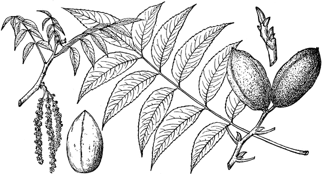 pecan tree coloring page branch of pecan tree clipart etc coloring pecan page tree 