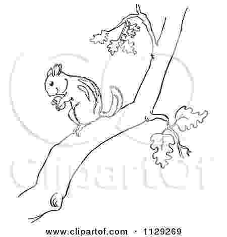 pecan tree coloring page pecan tree clipart png and cliparts for free download pecan page coloring tree 