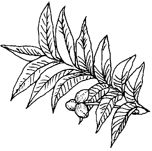 pecan tree coloring page tpwd kids texas symbols tree tree pecan page coloring 