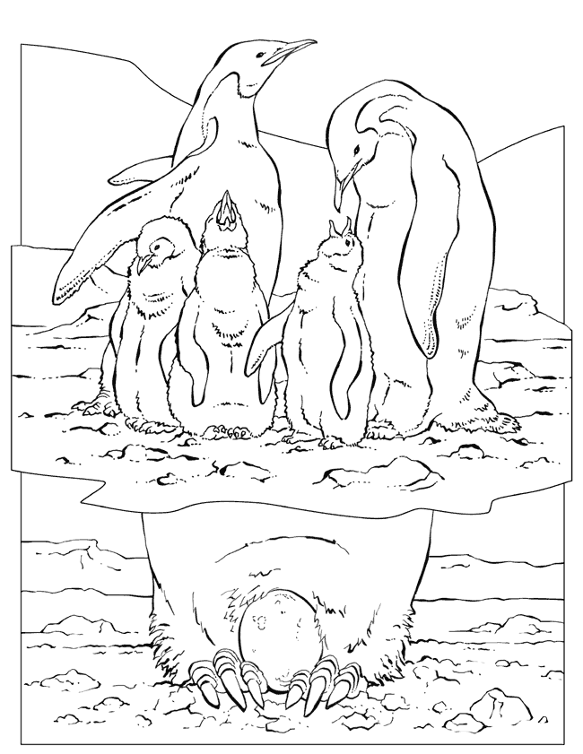 penguin colouring pictures penguin template animal templates free premium templates penguin colouring pictures 