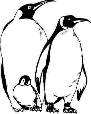 penguins pictures to print penguin coloring pages to pictures print penguins 